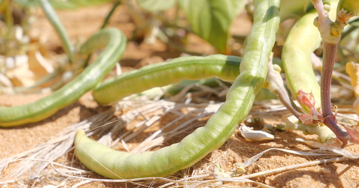 Les Haricots d’Amdjarass au Tchad