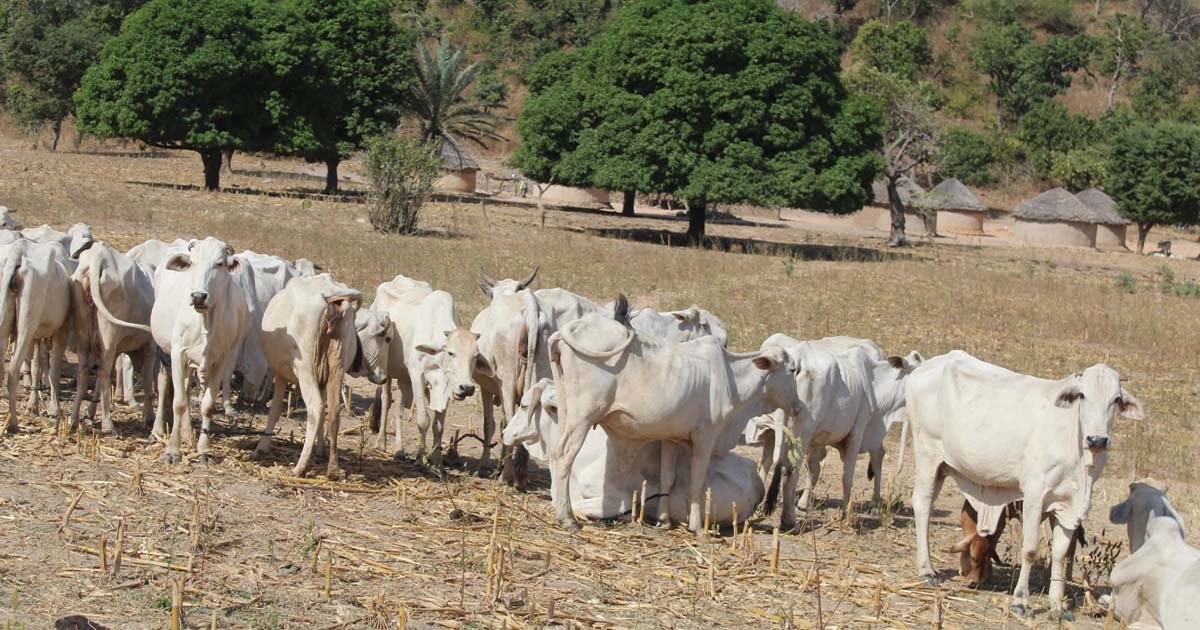 Lancement de la campagne de vaccination à Mayo Kebbi Ouest